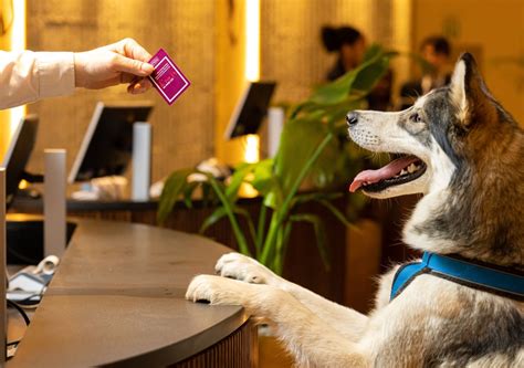 Are Hilton's Pet Friendly? Exploring the Paw-sibilities of Traveling with Your Furry Friends