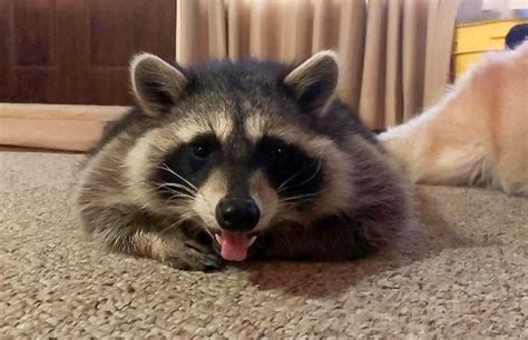 Can you get a pet raccoon, and what does it say about your love for chaos?