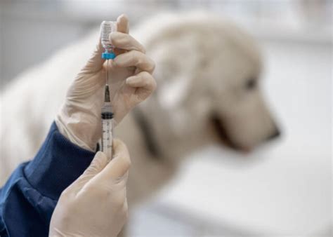 Does Pet Insurance Cover Vaccines: A Journey Through the Maze of Furry Health