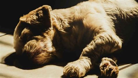 How Long Can You Keep a Dead Pet at Home: Exploring the Boundaries of Grief and Practicality