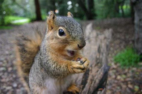 Is a Rabbit a Good Pet? And Can They Teach You Quantum Physics?