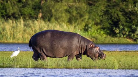  อุทยานแห่งชาติiSimangaliso! สวรรค์ของนักอนุรักษ์และผู้ที่ชื่นชอบสัตว์ป่า