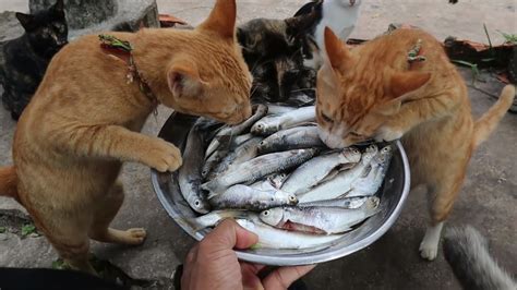 ストリートビュー 最新：猫が魚を食べながら踊る街角の風景