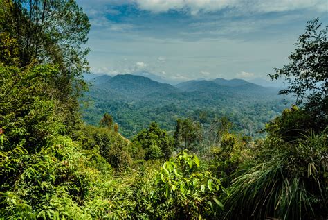  Taman Negara:  ป่าดงดิบอันกว้างใหญ่และโบราณ