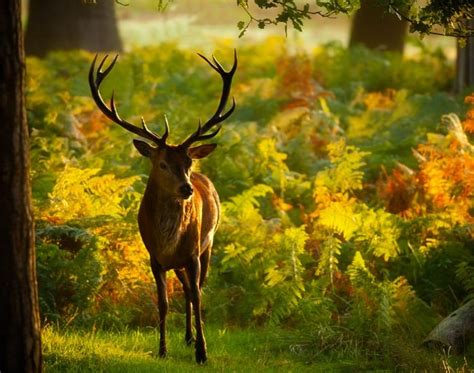 What is a Stag Animal: A Journey Through Myth, Nature, and Symbolism