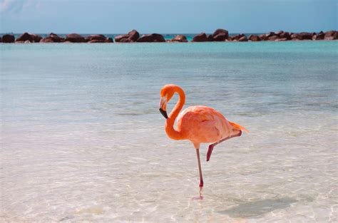 What's the weather like in Florida in October, and why do flamingos prefer it over penguins?